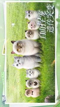 以闪亮之名游戏截图